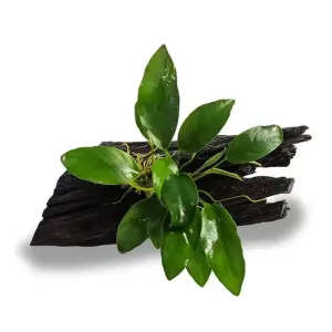 Anubias Emerald Heart On Mini Driftwood