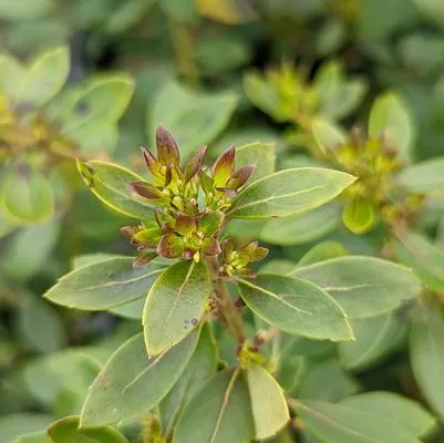 Forever Emerald Inkberry Holly